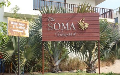 Emerging Soma Vineyards