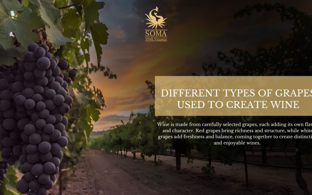 Different Types of Grapes Used to Create Wine