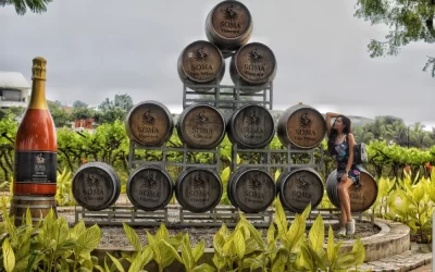 The Role of Oak Barrels in Wine Making