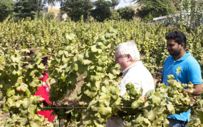 Celebrating Life’s Moments with Grapes Harvesting at Soma Vine Village